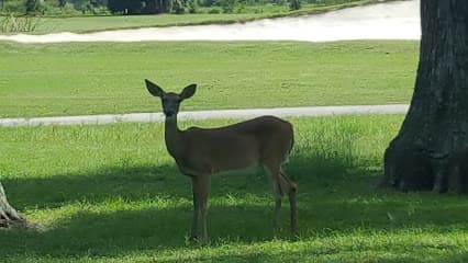 Lansbrook Golf Club Maintenance